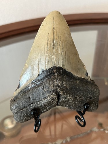 Large tooth from carcharodon - large,