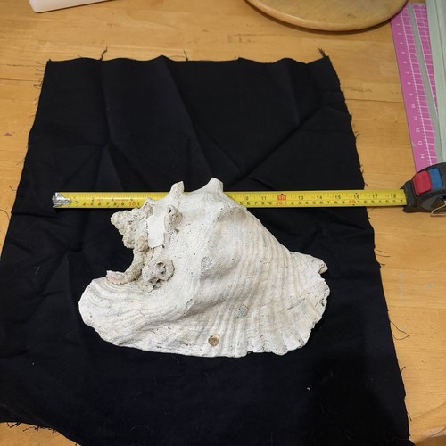 Large queen conch shell - queen,