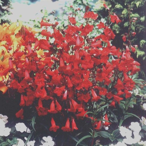 Beardtongues penstemon - -,