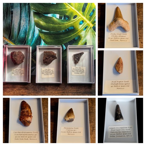 Real fossil display - real,