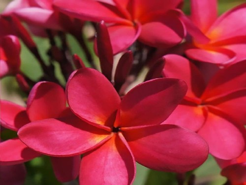 Hawaiian red plumeria - red,