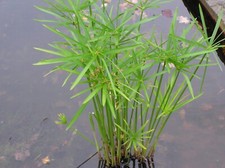 1 x Cyperus alternifolius Marginal Pond Plant or Houseplant 