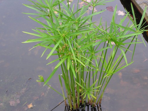 Cyperus alternifolius - 1,