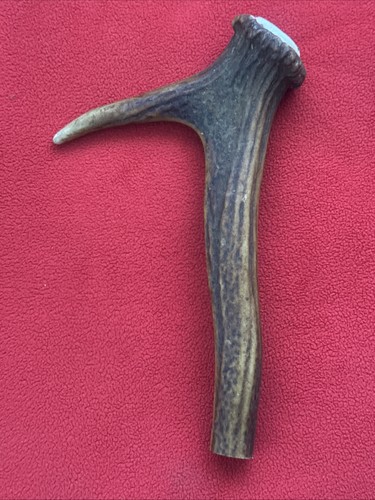 One piece red deer antler - one,