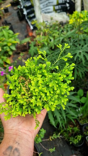 Selaginella kraussiana aurea - selaginella,