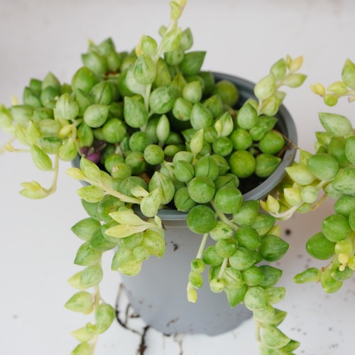 Variegated string tears 9cm - string, of