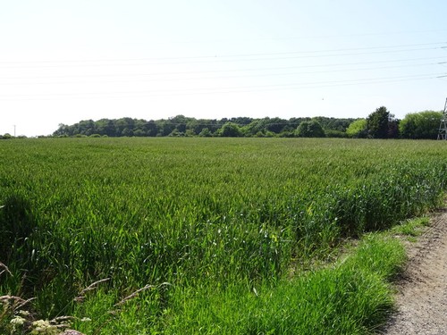 Photo 6x4 cereal - crop, near