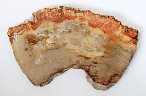 Fossil wood petrified - fossil, wood,