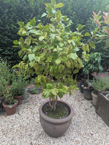 Camellia large flowering shrub - camellia,