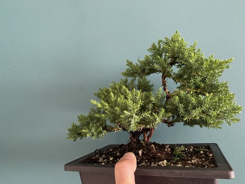 Juniper bonsai starter tree - juniper,
