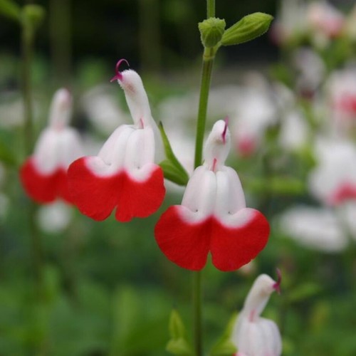 Salvia plug plants - hot, lips