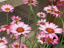 Rhodanthemum marrakech, in 9cm