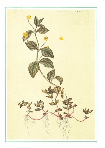 Old postcard flora danica 1984 - old,