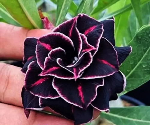 Deep space desert rose - rose, adenium