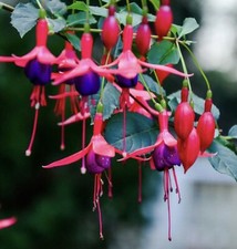 BACK IN STOCK SOON -  Fuchsia (Magellanica) HARDY - Plant 1.5 Litre Pot - 