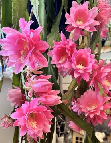 Epiphyllum giant empress - epiphyllum,