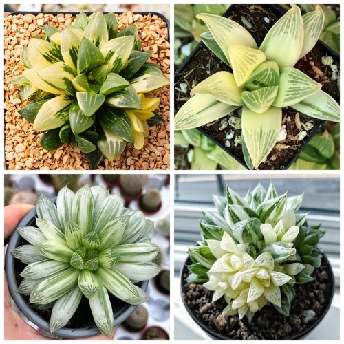 10x haworthia variegated seeds - 10x,