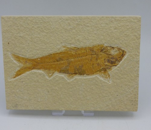 Fossil knightia fish eocene - knightia,