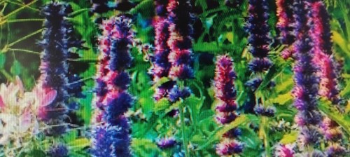 Giant hyssop lavender - x,