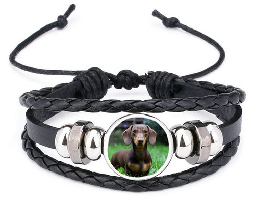 Miniature dachshund dog black - dog,