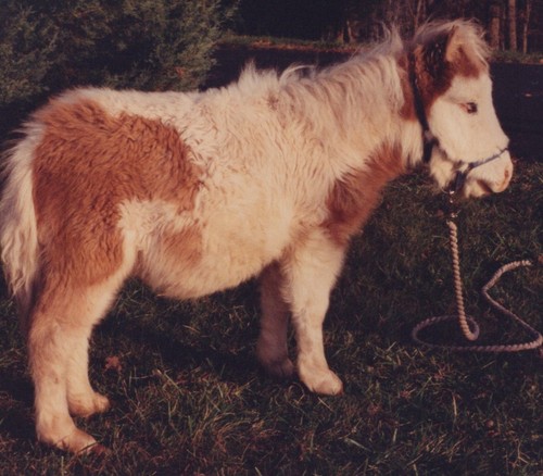 1990s cute miniature horse - miniature,