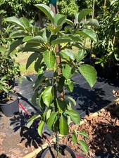 GRAFTED NISHIKAWA  AVOCADO