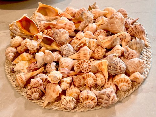 Vintage florida seashell - seashell, lot