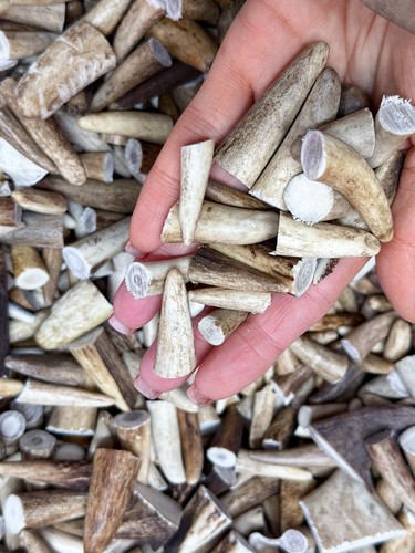 Red deer antler - antler, tips