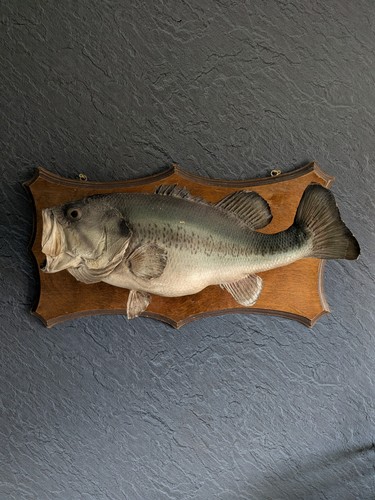 Taxidermy big bass - big,