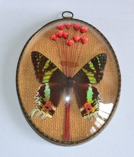 Vintage framed butterfly - vintage,