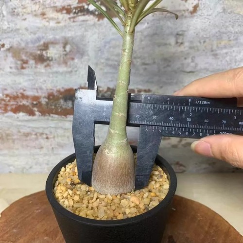 2cm succulent cactus plant - 2cm,