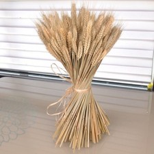 Bunch of Real Dried Wheat Stems - Sheaves Wedding Rustic Natural Flower
