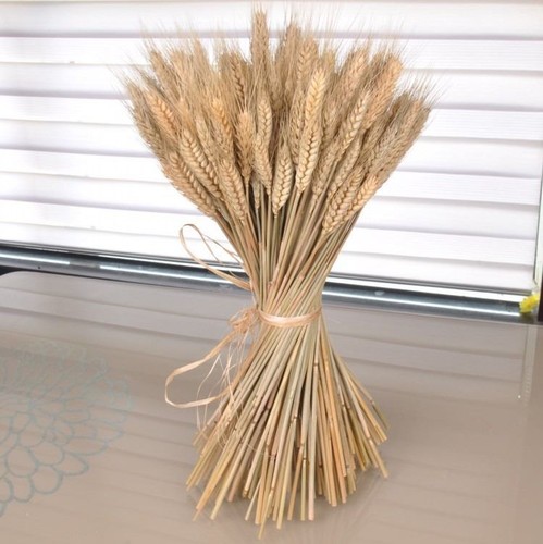 Bunch real dried wheat - real,