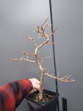 T3  Japanese Larch Bonsai Tree 