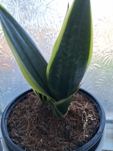 Baby young snake - baby/young, plant