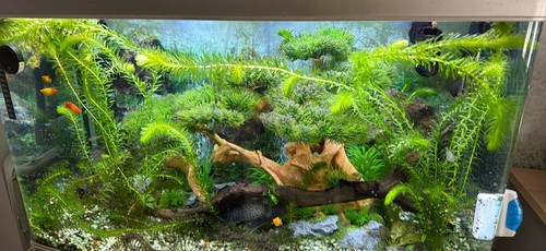 Stems elodea densa 500 - stems,