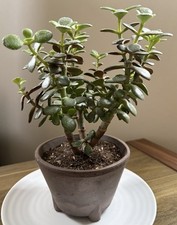 Crassula ovata minima - ovata,