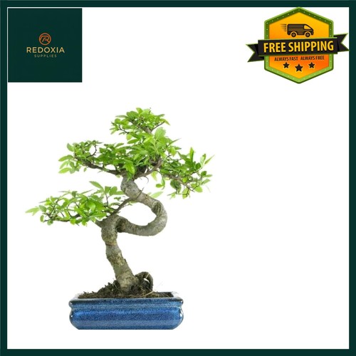 Elegant chinese elm bonsai - elegant,