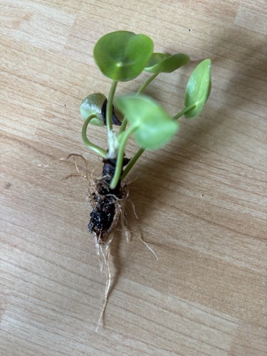 Chinese money plant small