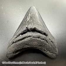 Authentic carcharodon