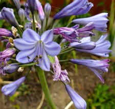 Agapanthus African Lily Light