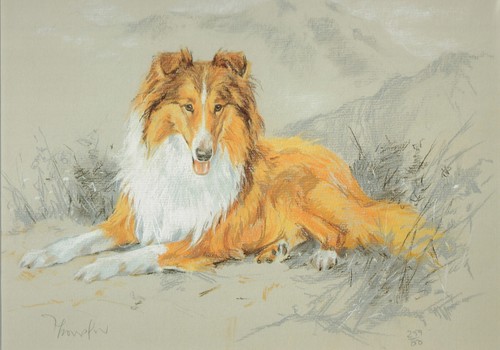 Rough collie print - rough,