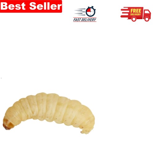 15g pouch live waxworms - of,