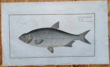 Bloch Kupferstich Fische Cyprinus buggenhagh Folio - 1782