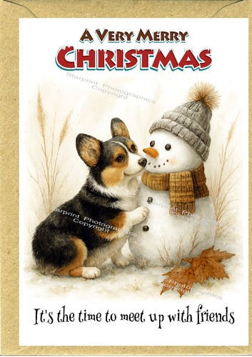 Corgi tricolour dog - dog, christmas