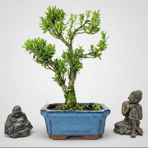 Boxwood - , (buxus