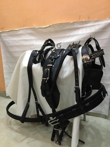 Single horse driving - horse, harness