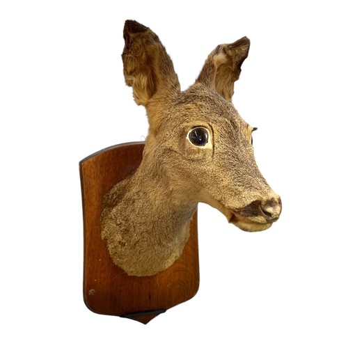 Vintage french roe deer - french,
