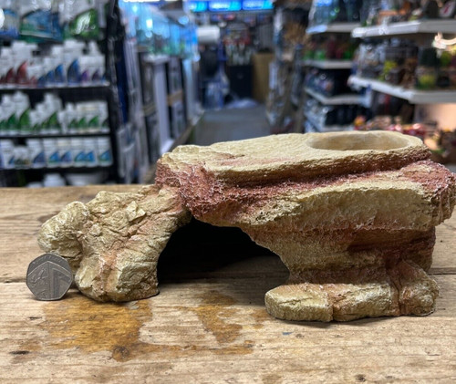 Gecko reptile lizard light - reptile,