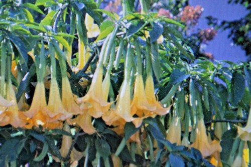 Seeds datura double yellow - 10,